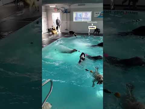 I would never leave the pool ❤️