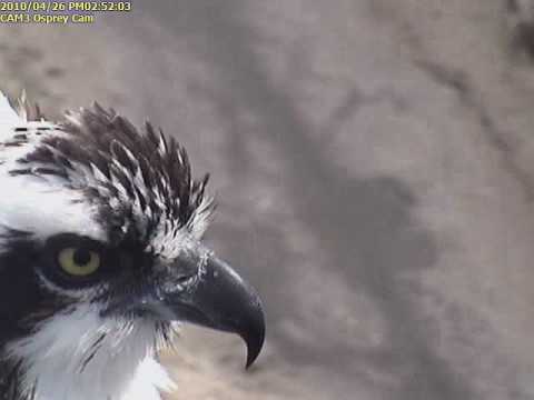 Extreme close-up of Osprey face