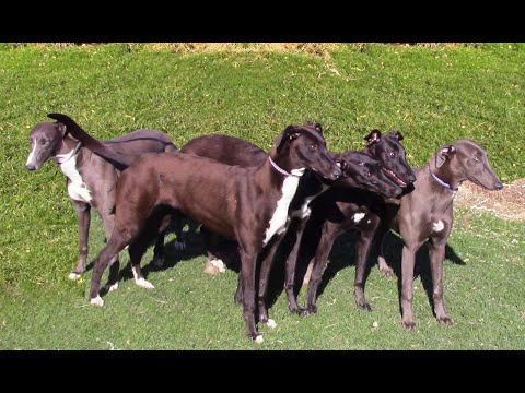 ALNWICK DUCHESS Trap 4 Trial 29th January 2020