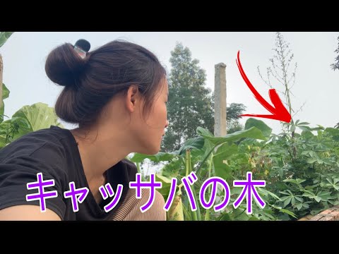 マニオク 植物