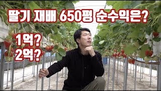 자연이팜 딸기 650평 올해 순수익은 얼마일까???