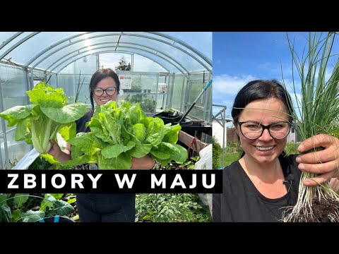 Jestem dumna!  Uprawa pomidorów, papryki i kapusty pekińskiej. Spacer po ogrodzie.