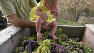 Isca delle donne festa della vendemmia