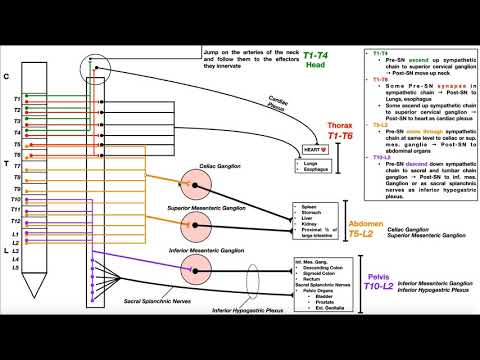Sympathetic Nervous System | Overview of Specific Pathways