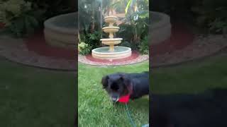 Video preview image #1 Pomeranian-Unknown Mix Puppy For Sale in Los Angeles, CA, USA