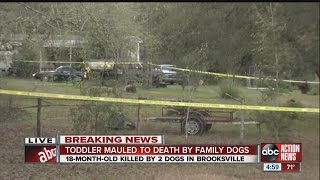 Hernando sheriff: 18-month-old killed by dogs