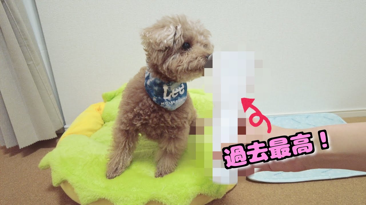 夏の夜散歩に最高すぎる懐中電灯を見つけてしまいました！