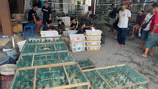 Download lagu REZEKI PROMO MURAH BURUNG KONIN DAN JALAK RIO - RIO !!! STOK FULL AMBIYAR mp3