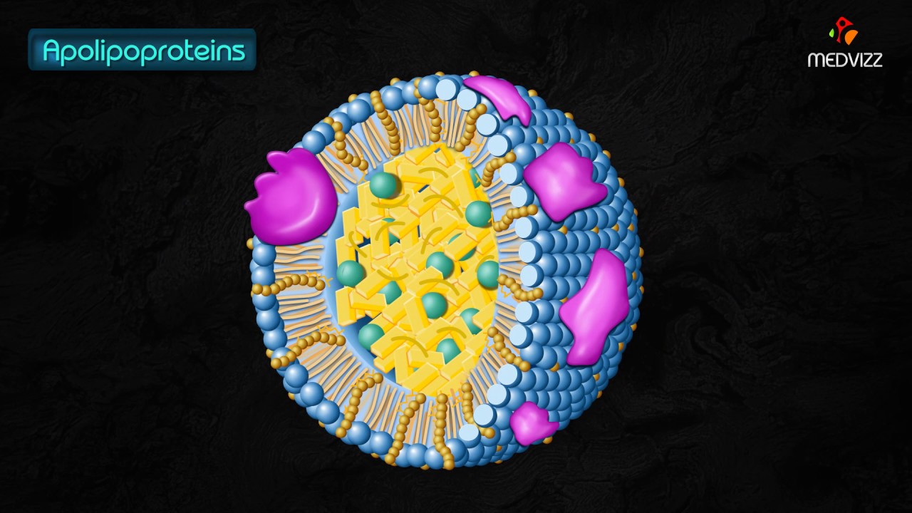 Apo-lipoproteins - YouTube