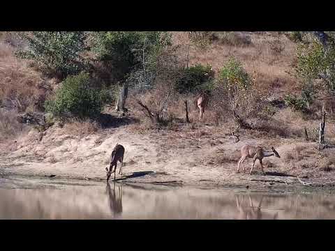 Djuma: Kudus and Impalas - 13:17 - 06/14/21