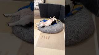フレブルをダメにする？！クッションがあまりにも気持ち良いので起き上がるのを諦めたみたいです😂