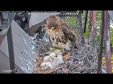Big Red Delivers Gosling For Dinner At Cornell Hawks Nest | May 16, 2023