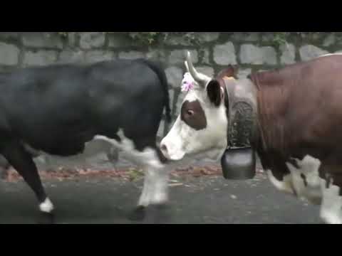 01 06 2022 CAMANDONA LA TRANSUMANZA 1