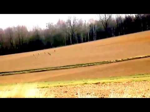 Sarny w Wolęcinie o poranku.