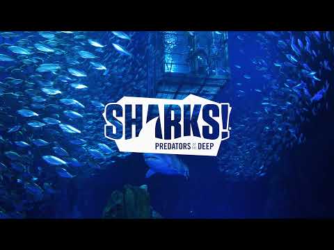 Georgia Aquarium's SHARKS! Cage Dive