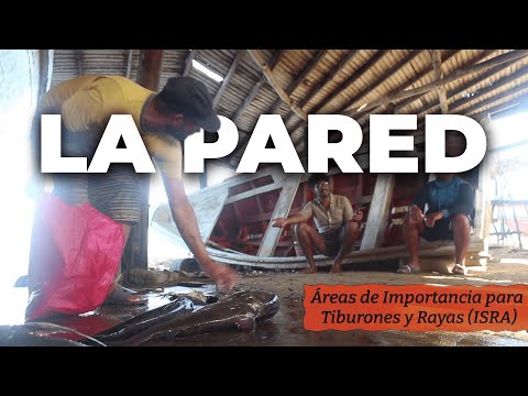 Pesquería en la Península de Macanao, Margarita | Trailer Documental
