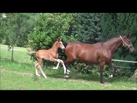 *2017 Stutfohlen von Fürst Wilhelm - De Niro