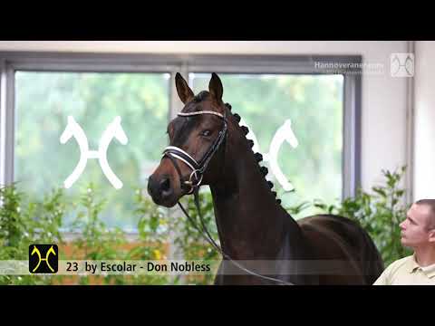 Verden Stallion Licensing 2021 - Dressage -  Nov. 4-6 - No. 23 Stallion by Escolar - Don Nobless