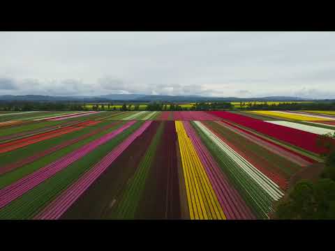 Lindas  imágenes de los jardines de tulipanes en Paillaco - Chile
