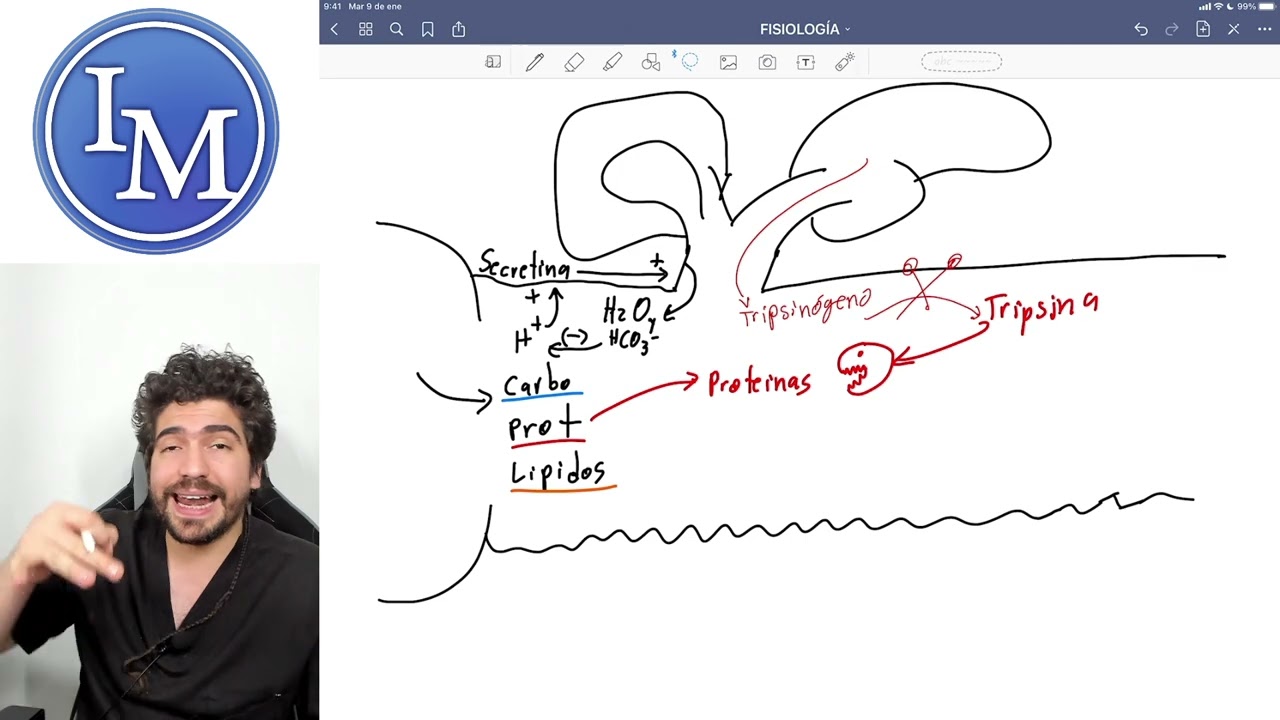 Digestión y absorción de proteínas y aminoácidos