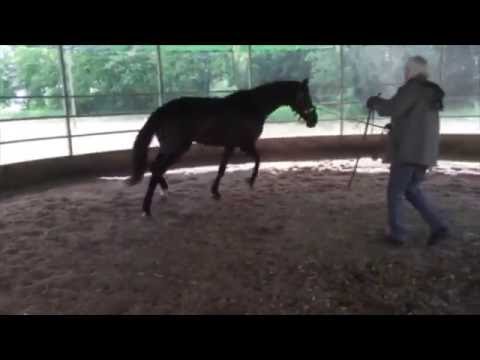 Ausbildungspferd Abi: 1. Training