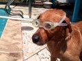 MARLEY Goin Swimmin