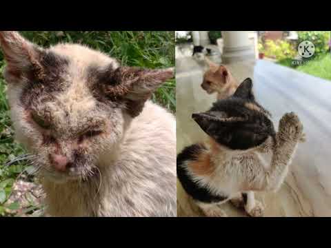 Scabies in cats and Dogs - Treatment ! Dr Shanker Singh