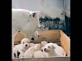 Mama Dog Disciplines Her Puppy Viral Ytshorts Shorts