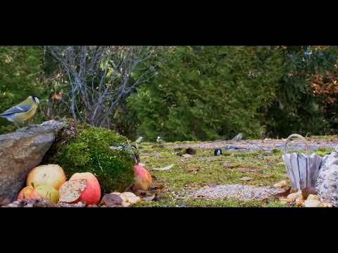 Lovebirds Mealtime: September 2023 - Fresh Vegetables