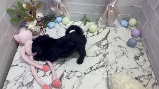 ハーフ犬の動画01