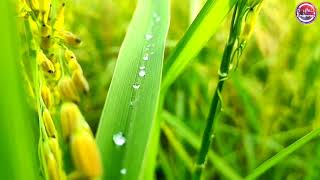 Download lagu Pemandangan sawah padi mp3