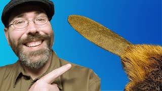 Let's Tan a Beaver Tail! Lessons in Nature's Classroom Part 1