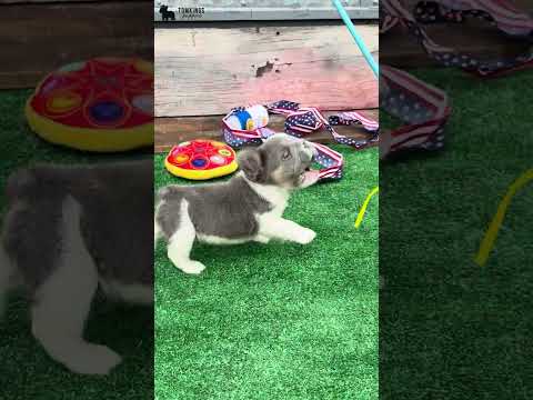 Video 5