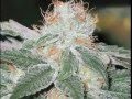 JUICY J SMOKE DAT WEED Blunt Marijuana Skunk