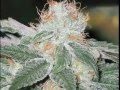 JUICY J - SMOKE DAT WEED (blunt marijuana ...