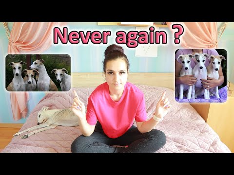My experience with raising 3 puppies together twice
