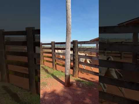 Vacada inseminada em Chupinguaia - Rondônia #gado #farm #agro #pecuaria