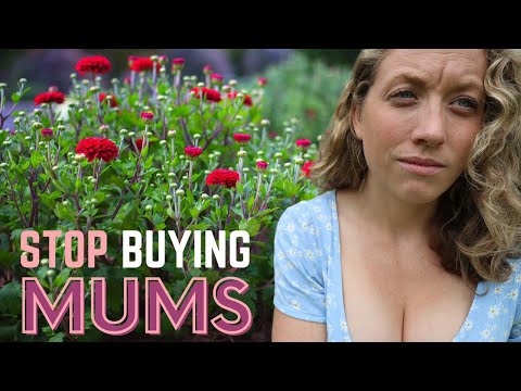 Stop Buying Potted Mums!