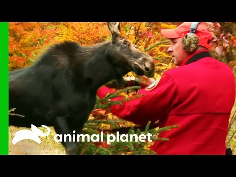 Moose With Deadly Brainworm Needs To Be Euthanized | North Woods Law