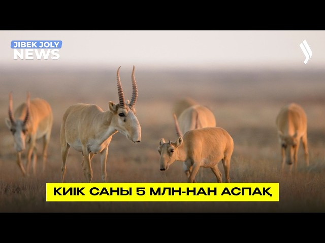Киік саны 5 млн-нан асуы мүмкін