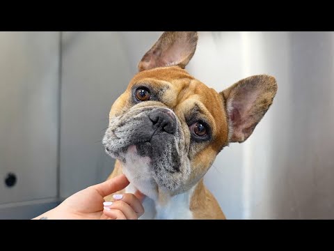 #1 Most Owned Dog Breed In The World...But At What Cost? | French Bulldog