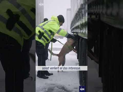 Video Thumbnail: Unterwegs mit Spürhund Swaty #ndr #doku #lübeck