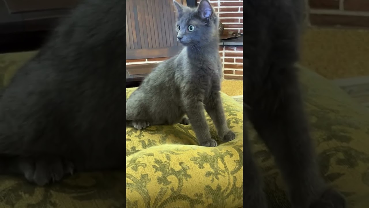 Enlarge Harry & Sally, a ADOPTABLE mixed breed in Cathlamet, WA video 2/6