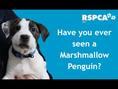 Have you ever seen a Marshmallow Penguin?