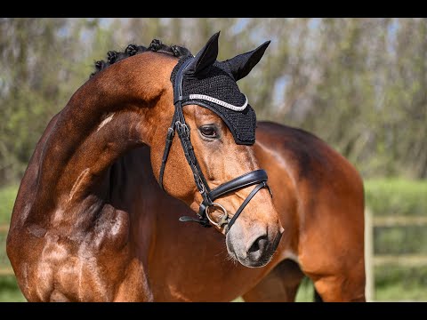 Frühlingsmaid - Stute - 2017 geboren (Farron x Almaz)