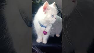 Download lagu ஐயோ சாமி😺😻😺😻😺😻 #vairalshort #cutecat #alagi #petlover mp3 Download lagu ஐயோ சாமி😺😻😺😻😺😻 #vairalshort #cutecat #alagi #petlover mp3