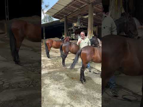 9° Festival Equino de Santo Domingo, Antioquia 🐎 El Coliseo Jorge Eduardo Arias será el escenario