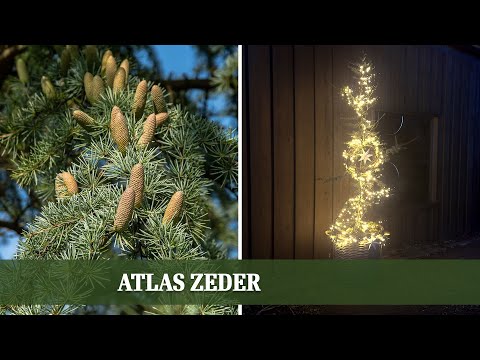 Natürliche Weihnachtsdeko: Atlas-Zeder mit Lichterkette
