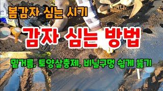 봄감자 심는 시기 방법 감자 밑거름 토양살충제 비닐구멍뚫기 꿀팁 감자 농약 없이 키우기 #감자심는방법