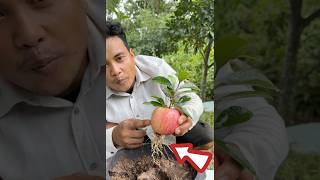 How to grow an apple tree from a fruit using an eggshell#grafting #grow #apple